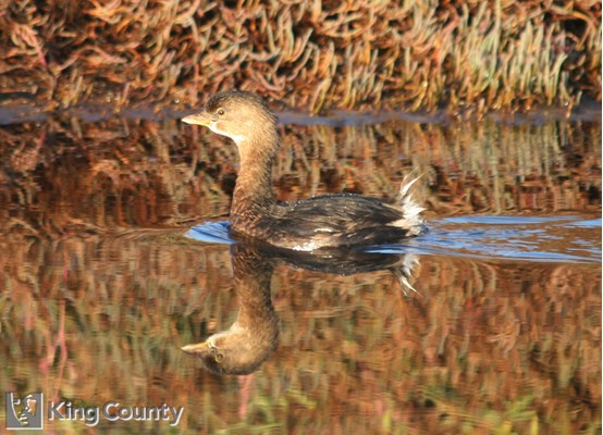Photo of Podilymbus podiceps